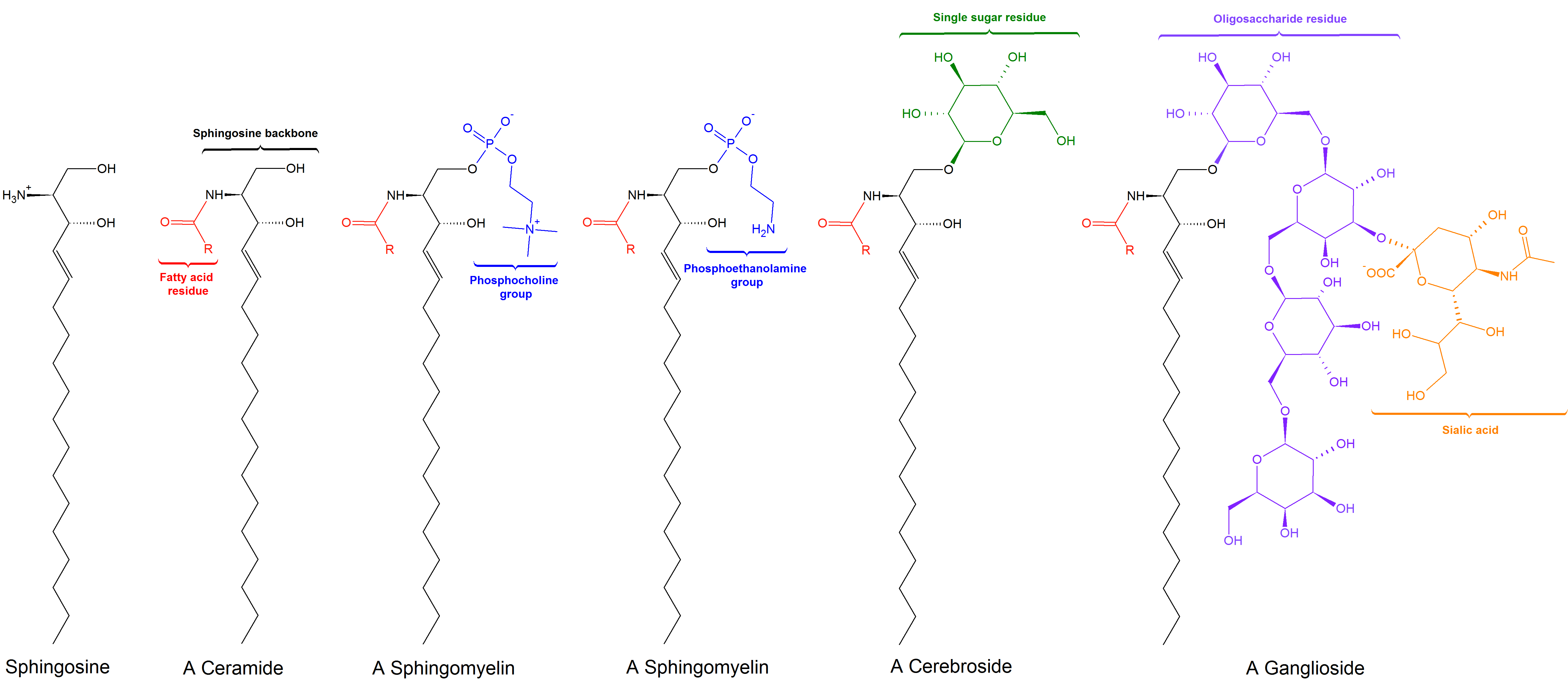 Sphingolipids general structures: Classes of sphingolipids and their hydrophilic groups include ceramide, sphingomyelins, cerebrosides, and gangliosides.