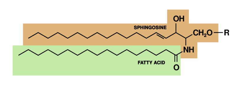 Structure of Sphingolipid: Sphingolipids have a long chain fatty acid and a polar head group, with backbone molecule of an amino alcohol called a…