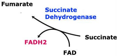 Succinate Dehydrogenase Complete: ETC Complex II removes 2 hydrogens from succinate and adds them to FAD