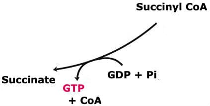 Succinyl CoA Synthetase: The above reaction is from the citric acid cycle. The enzyme that catalyzes this reaction is ____.