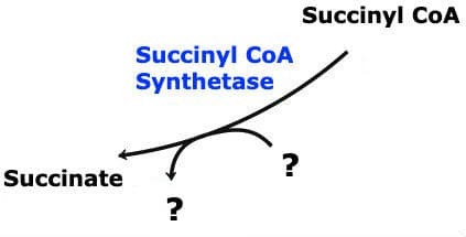 Succinyl CoA Synthetase Reactants: The above reaction is from the citric acid cycle. This reaction requires ____.
