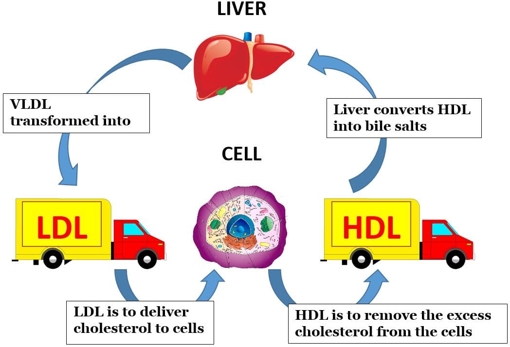Types of Lipoproteins: The main function of very-low-density lipoproteins (VLDL) is to transport fatty acids from the liver to tissues.