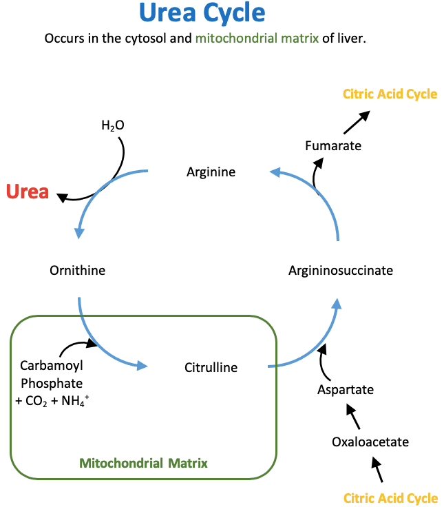 The urea cycle converts ammonia to urea which is then excreted in urine.