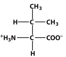 Valine: This amino acid is ____.
