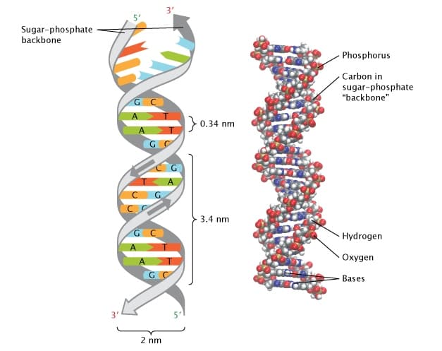 Watson Crick: The Watson-Crick model states that DNA is a double-stranded, helical structure .