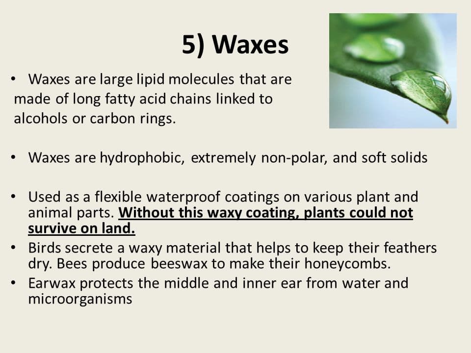 Waxes in cell membranes provide waterproofing and defense for the cell