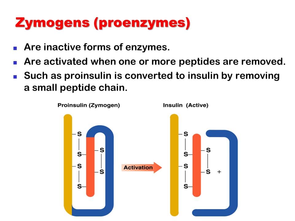 Zymogens proenzymes: Zymogens are secreted in an inactive form and are activated by cleavage.