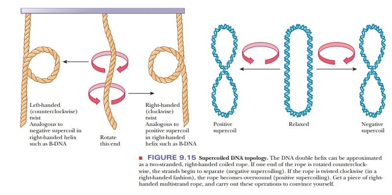 article How does prokaryotic 01P: Supercoiling causes torsional strain on the DNA molecule.