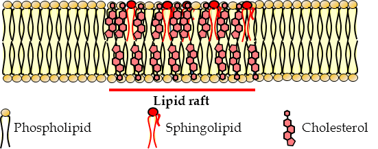 Both lipid rafts and proteins also travel within the plane of the membrane, but more slowly than phospholipids.