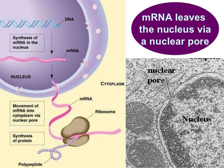 biologyexchangecouk shared resource 18 728: Once in the cytoplasm, mRNA finds a ribosome to begin the process of translation .