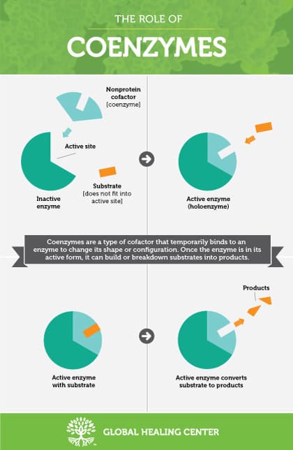 coenzyme infograph mobile: A/an coenzyme (type of cofactor) is an organic molecule that is required by some enzymes.