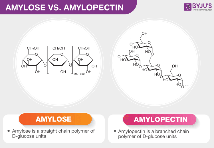 difference between amylose and amylopectin: Starch comes in two forms: amylose and amylopectin.