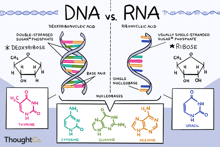 RNA (ribonucleic acid) is identical to DNA in structure except that: 1. Carbon number 2 on the pentose is not "deoxygen…