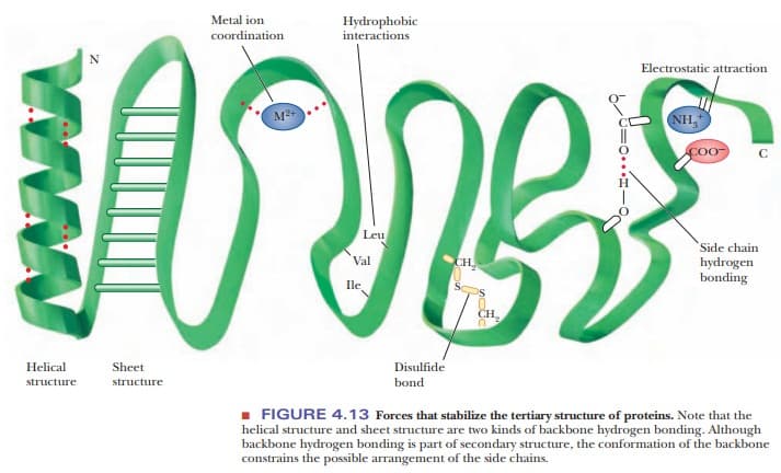 eonpDMQ: Hydrophobic interactions push hydrophobic R groups to the interior of a protein.