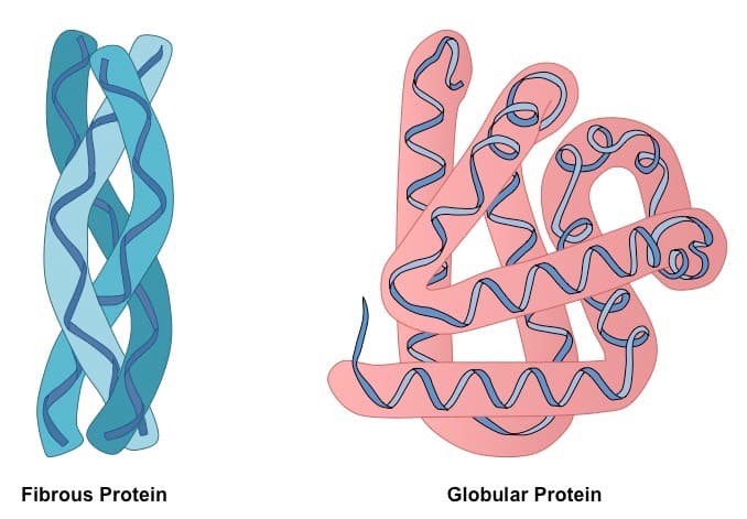 fibrous vs globular protein med: There are two types of proteins: globular and structural/fibrous.