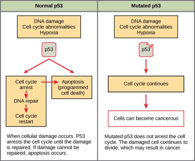 figure 10 04 01: Oncogenes promotes cell cycling.