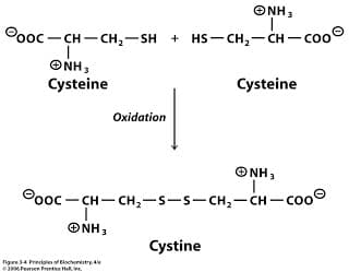 figure 3 04: Covalent disulfide bonds between two cysteine amino acids on different parts of the chain, creates the dimer cystine.