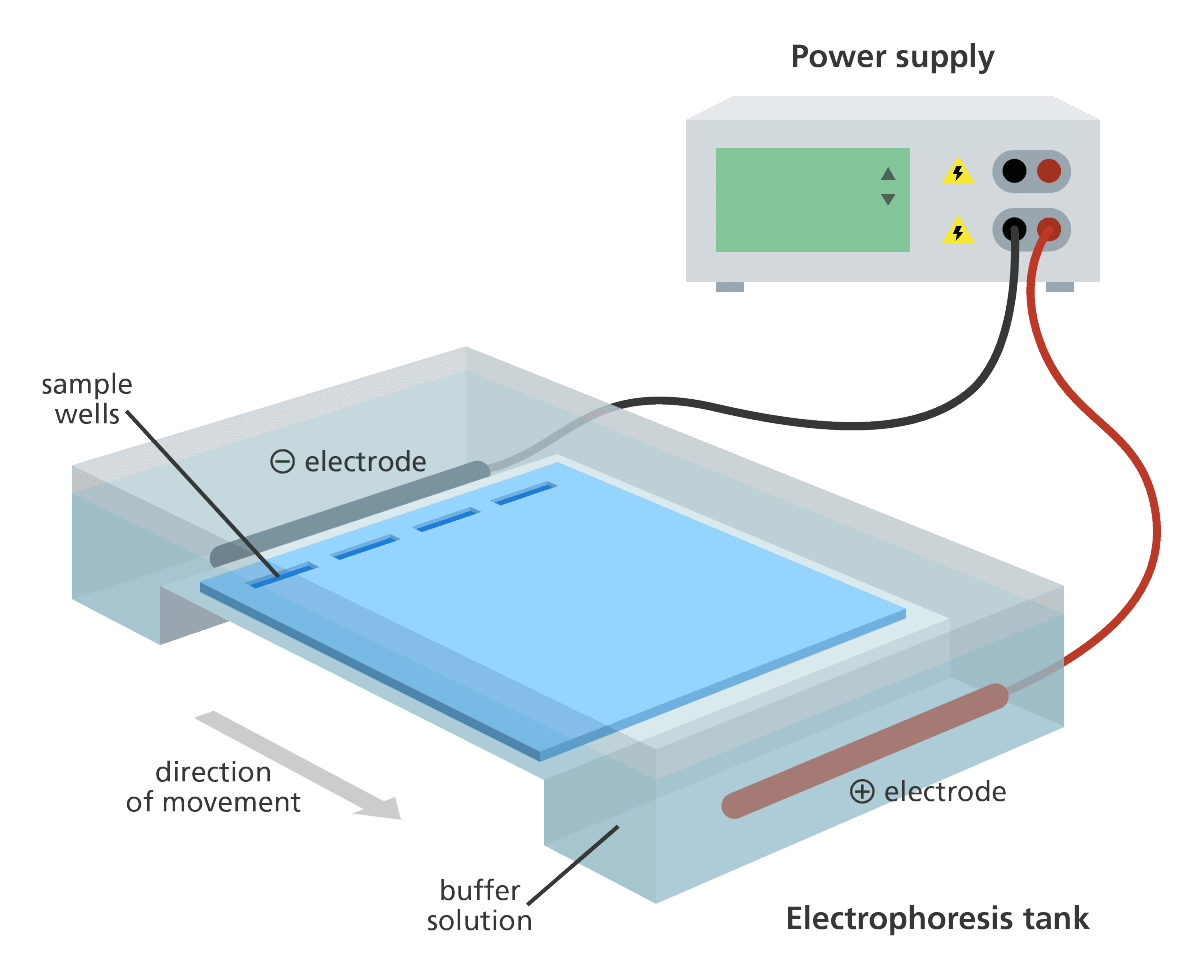 gel electrophoresis dna tank yourgenome: Electrophoresis uses a gel matrix to observe the migration of proteins in response to an electric field.