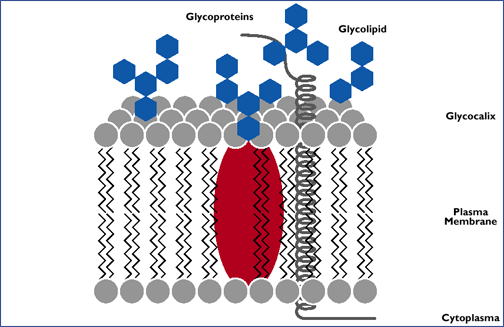 glycos: Glycoproteins are proteins with carbohydrate groups attached.