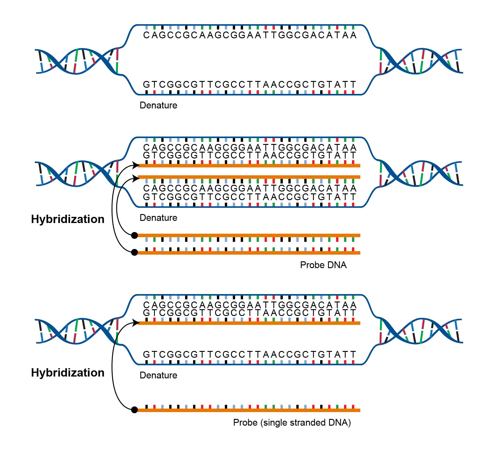 Hybridization is the joining of complementary base pair sequences.