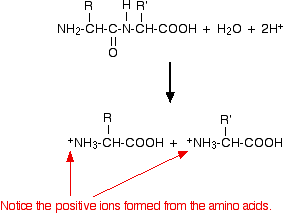 hydrolprotein: Amino acid composition can be determined by simple hydrolysis.