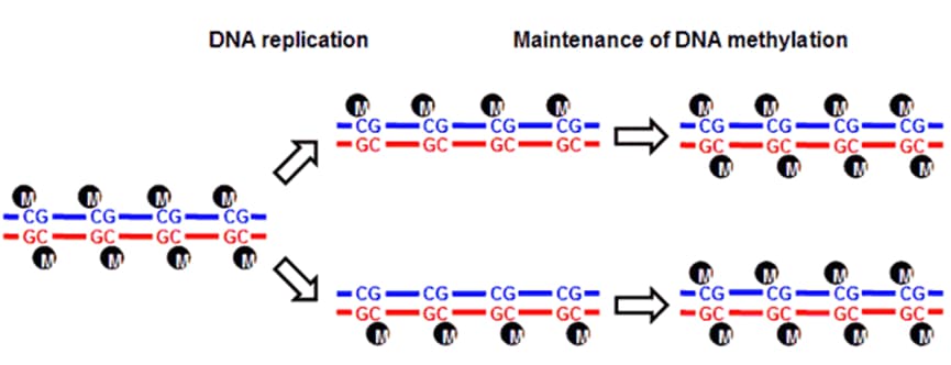 The parent strand is more heavily methylated, whereas the daughter strand is barely methylated at all.