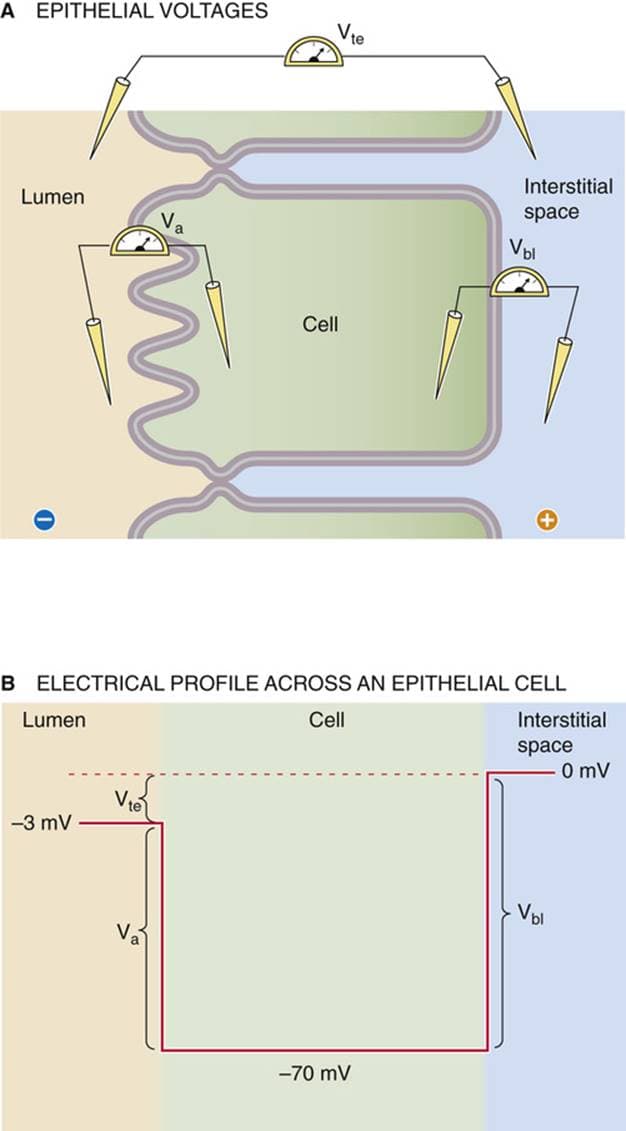 Tight junctions can limit permeability enough to create a transepithelial voltage difference based on differing concent…