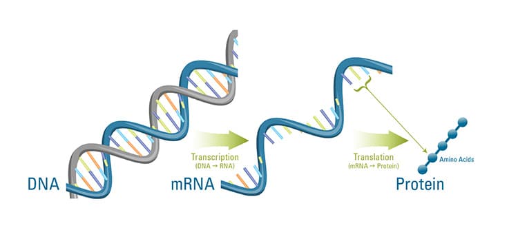 mRNA: Messenger RNA is transcribed from DNA in the nucleus and then travels into the cytoplasm for translation