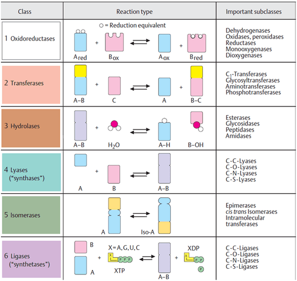 Hydrolases catalyze cleavage with the addition of water.