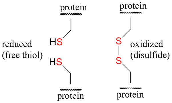 Disulfide bonds occur when two cysteine molecules are oxidized and create a covalent bond to form cystine.