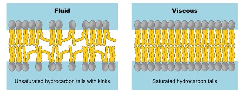 membrane fluidity med: Saturated fatty acids are less fluid than unsaturated ones.