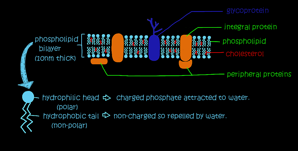 membranestructure: The phosphate group in phospholipids provide an attachment point for water-soluble groups.