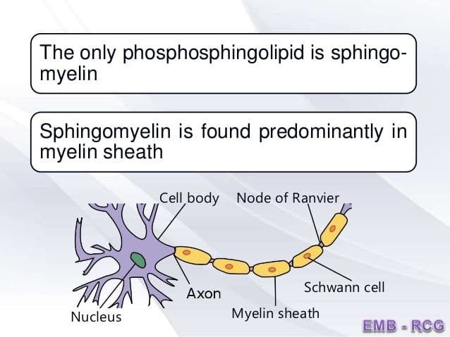 metabolism of phospholipids 7 638: Sphingomyelins are a major component of the myelin sheath.