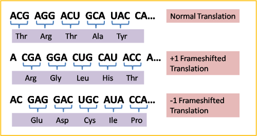 Frameshift mutations result from nucleotide addition or deletion, and change the reading frame of subsequent codons.
