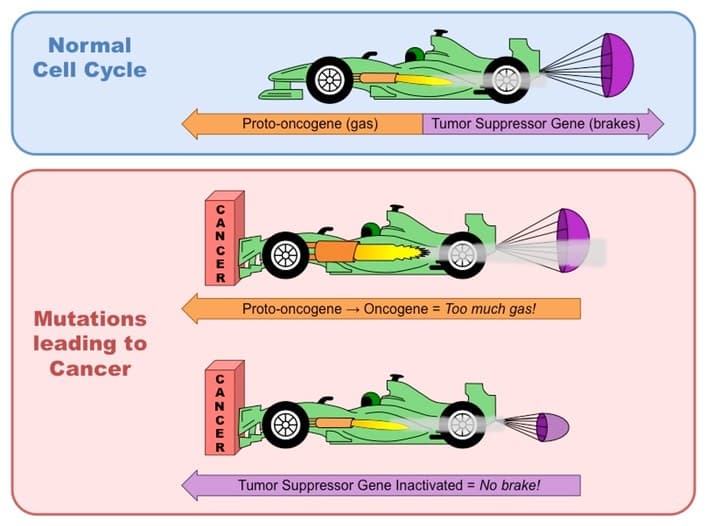 oncogene med: Oncogenes are like stepping on the gas pedal, mutated tumor suppressor genes are like cutting the brakes.