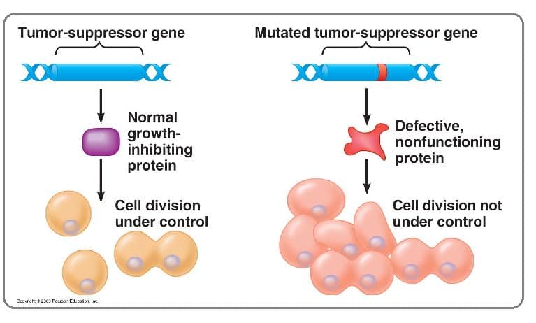 Tumor suppressor genes code for proteins that reduce cell cycling or promote DNA repair.