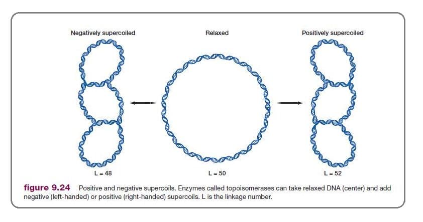 Supercoiling can be released by DNA topoisomerases.