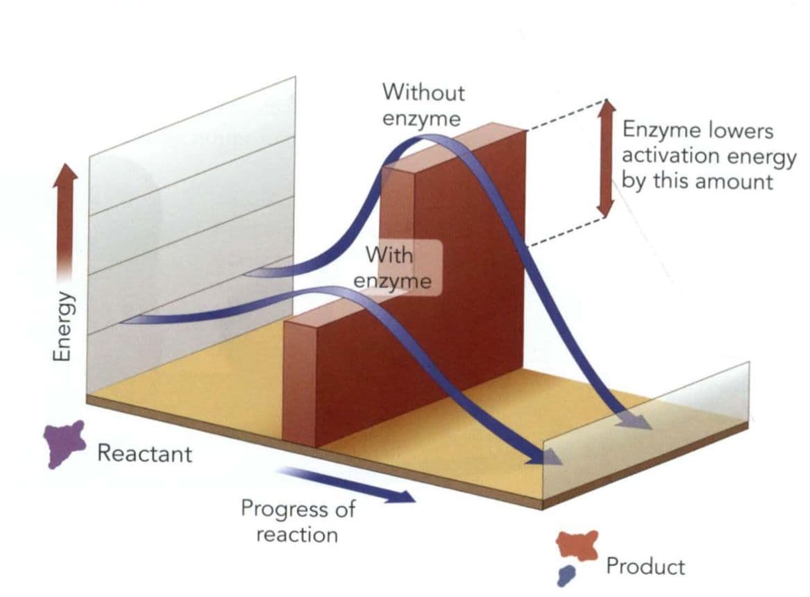 Lab catalysts are more efficient than enzymes. (False)