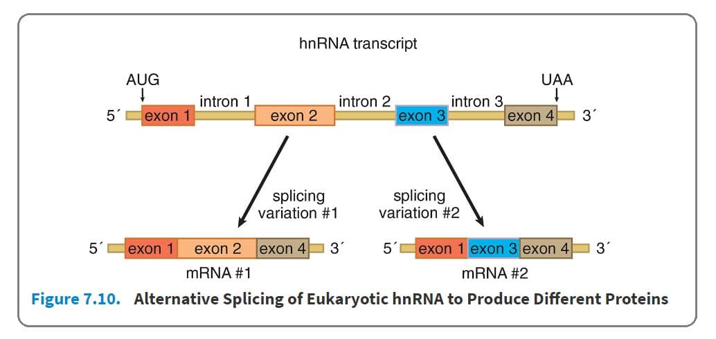 The primary transcript of hnRNA may be spliced together in different ways to produce multiple variants of proteins enco…