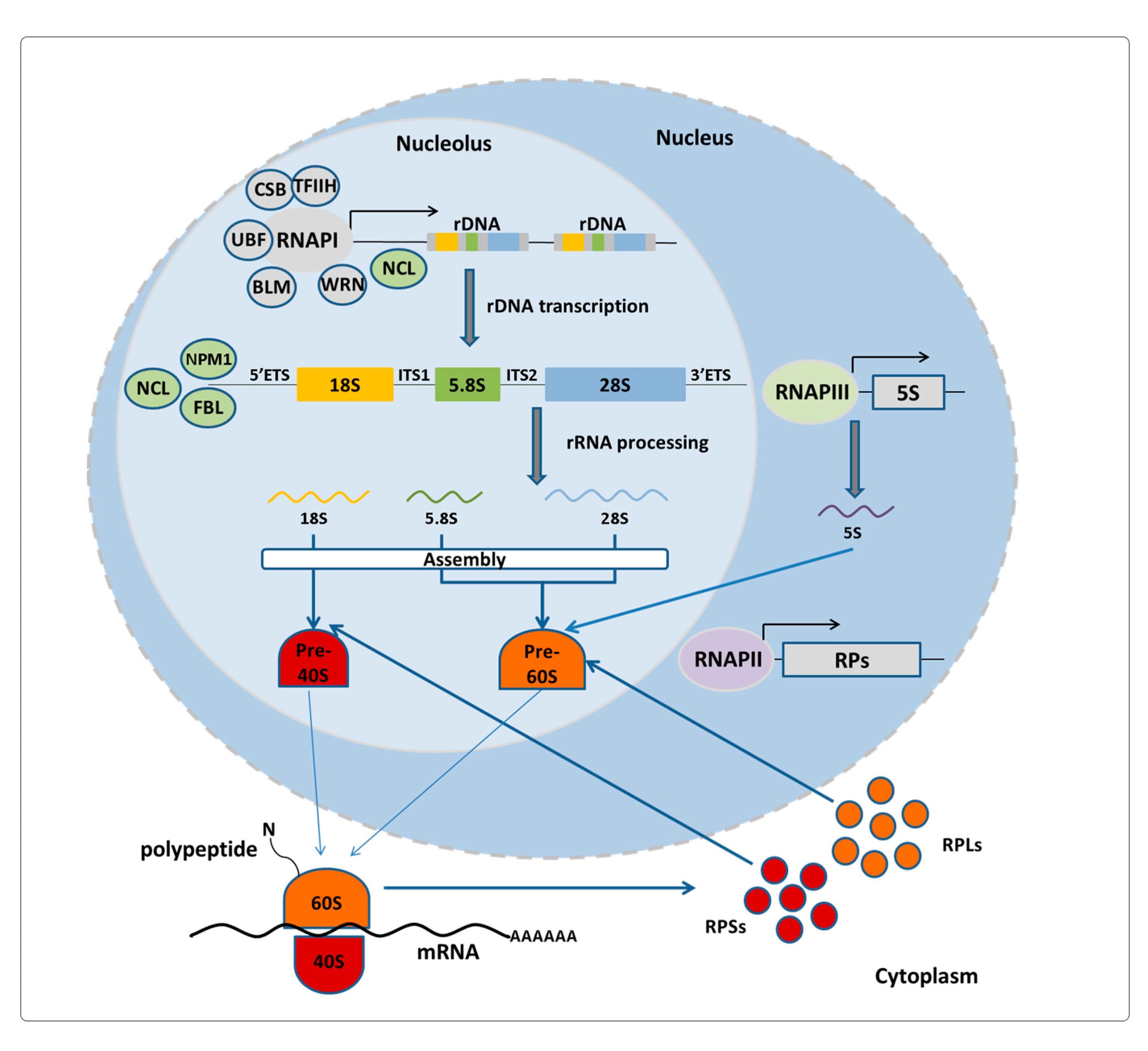 RNA polymerase II is located in the nucleus and synthesizes hnRNA and some small nuclear RNA.