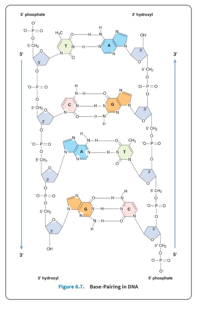 In DNA, C pairs with G (via three hydrogen bonds).