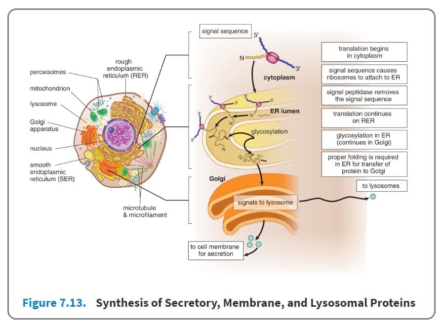 Peptides to be secreted: Ribosome → Lumen of Rough ER → Golgi Apparatus → Vesicle.