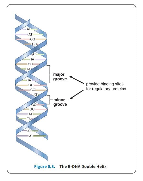 The helix in B-DNA makes a turn every 3.4 nm and contains about 10 bases within that span.