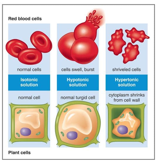 Hypertonic solution will cause a cell to shrivel/shrink.