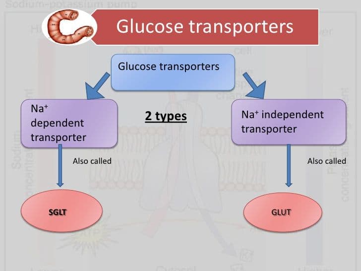 Glucose entry into most cells is driven by concentration and is independent of sodium.