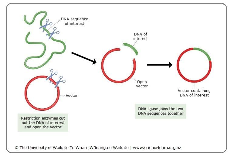 A restriction enzyme (restriction endonuclease) cuts both the plasmid and the fragment, which are left with sticky ends.