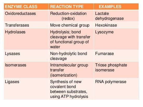Enzymes are biological catalysts that are unchanged by the reactions they catalyze and are reusable .