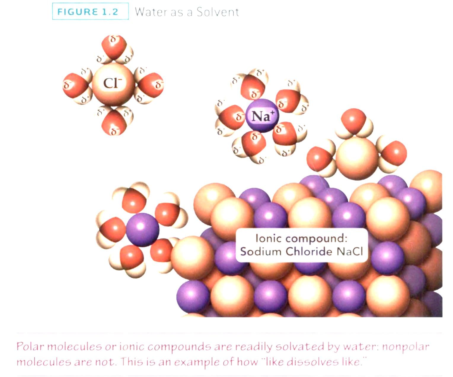 The polarity of water is what makes it a perfect solvent for chemical reactions in the body.