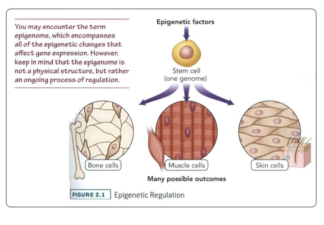 Each cell contains the same complete genome, yet some cells become bone while others become muscle, liver, etc.