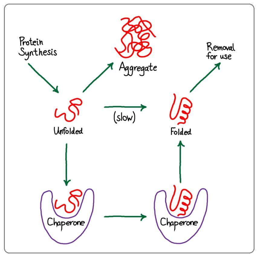 Chaperones main function is to assist in the protein-folding process.